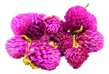 GOMFRENA KULISTA SUSZONE KWIATY