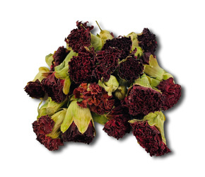 GOŹDZIK SUSZONE KWIATY